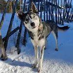Sled-dog * Rovaniemi