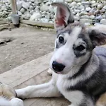 Domek alpejski Sled-dog *