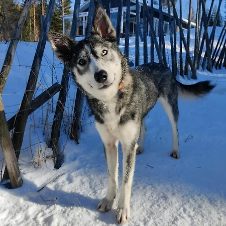 Sled-dog * Rovaniemi