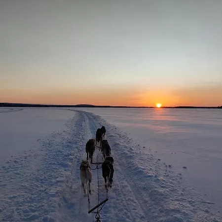 Sled-dog *