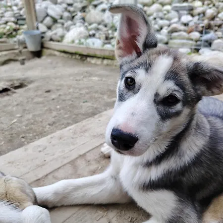 Alpehytte Sled-dog *