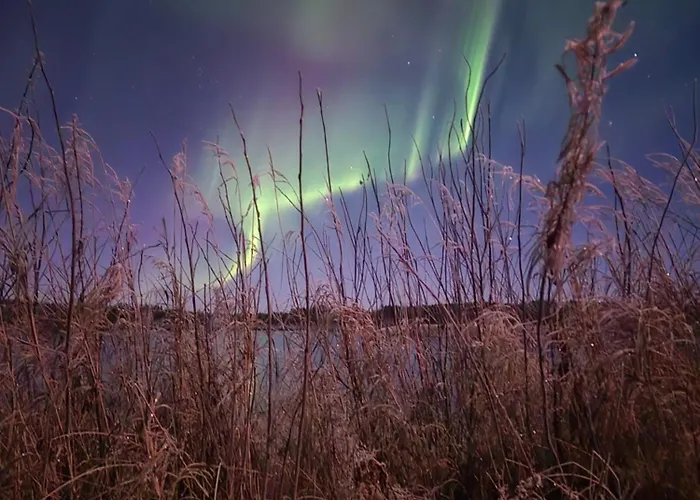 Chalet Sled-dog Rovaniemi