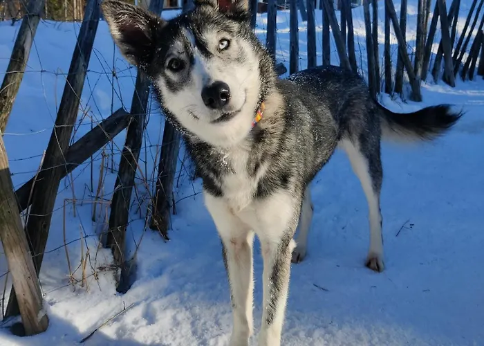 Sled-dog * 罗瓦涅米